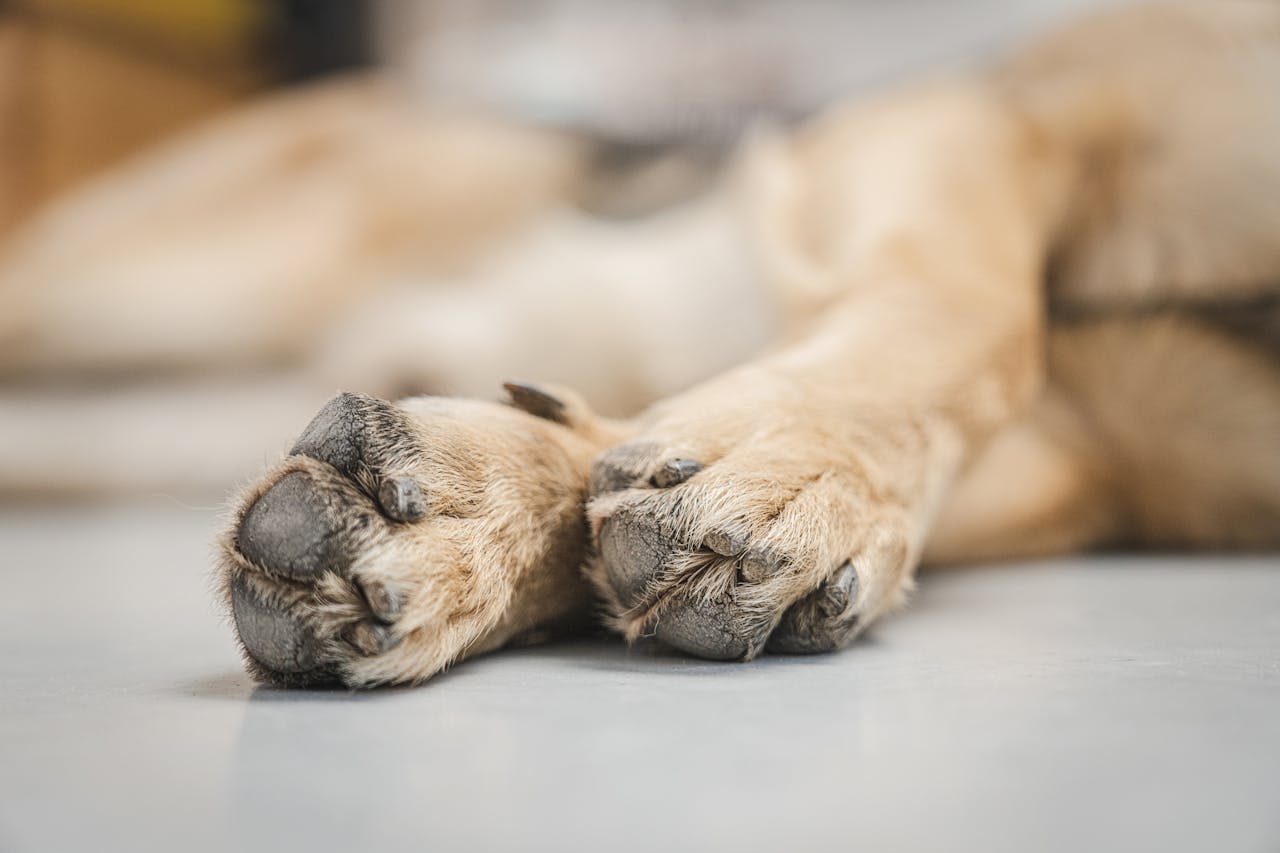 hero-img-02 A close-up view of a German Shepherd's paws resting on a smooth white floor, capturing texture and detail.