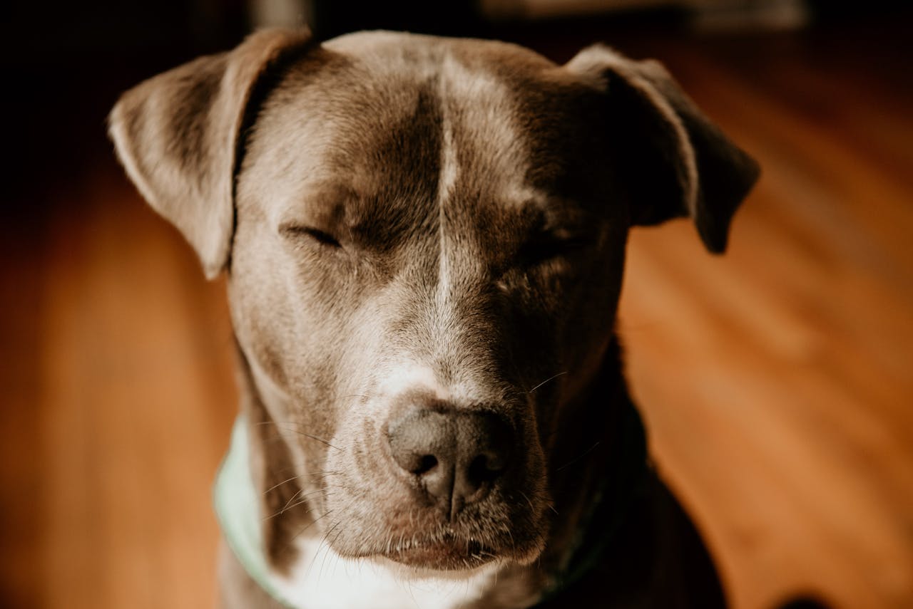 gallery-3 Close-up of a grey dog with closed eyes indoors on a wooden floor.