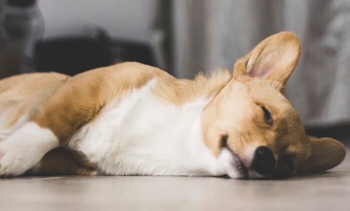 Cute corgi puppy peacefully sleeping on the floor inside a cozy room.
