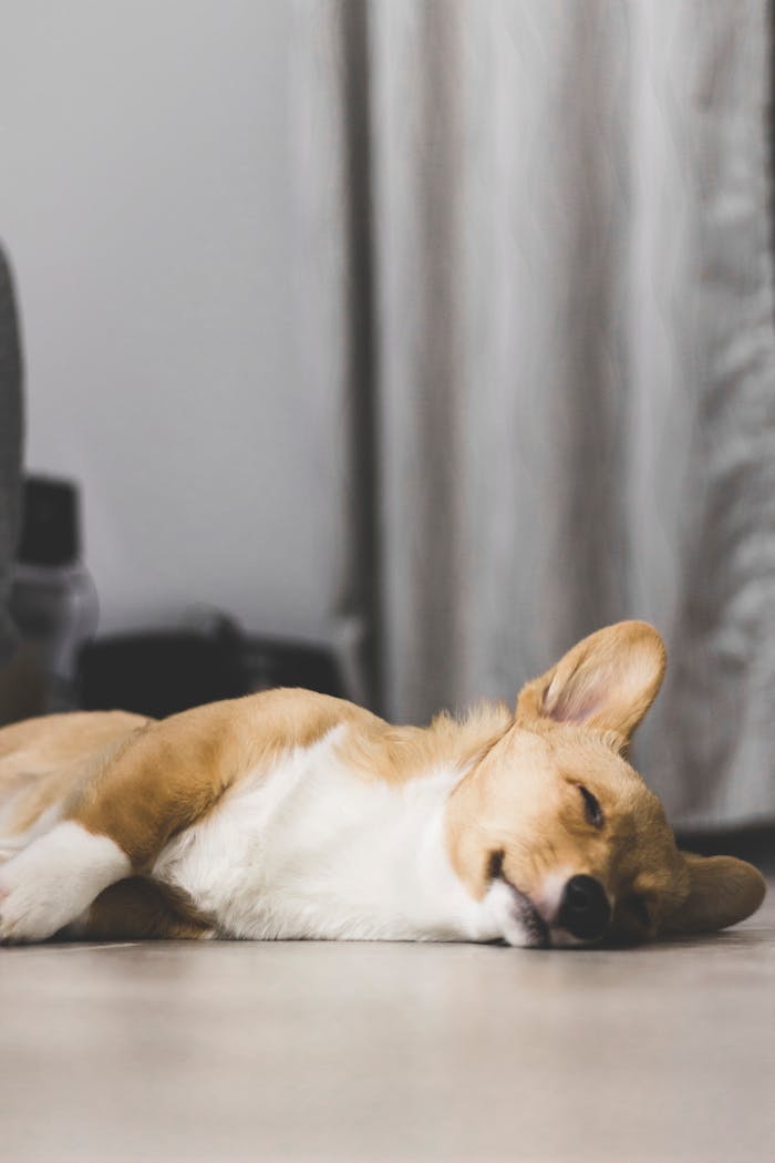 gallery-4 Cute corgi puppy peacefully sleeping on the floor inside a cozy room.