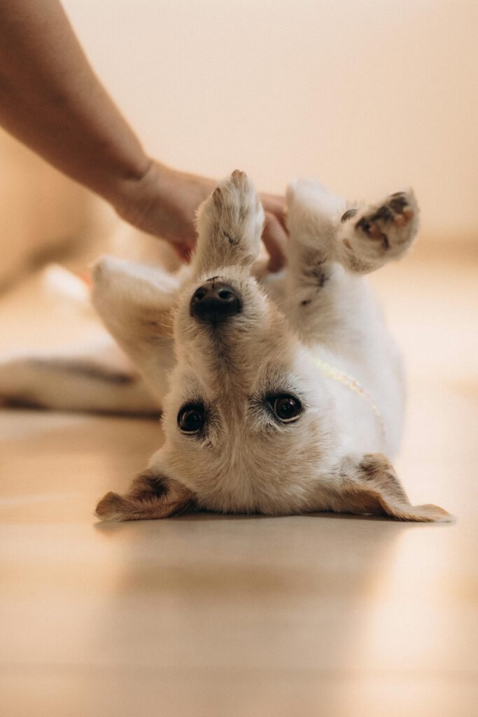 pexels photo 36053865 36053865 A cute dog lying upside down receiving a gentle belly rub indoors.