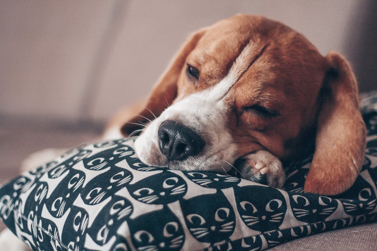 services-02 A cute beagle puppy peacefully sleeping on a decorative pillow with cat patterns.