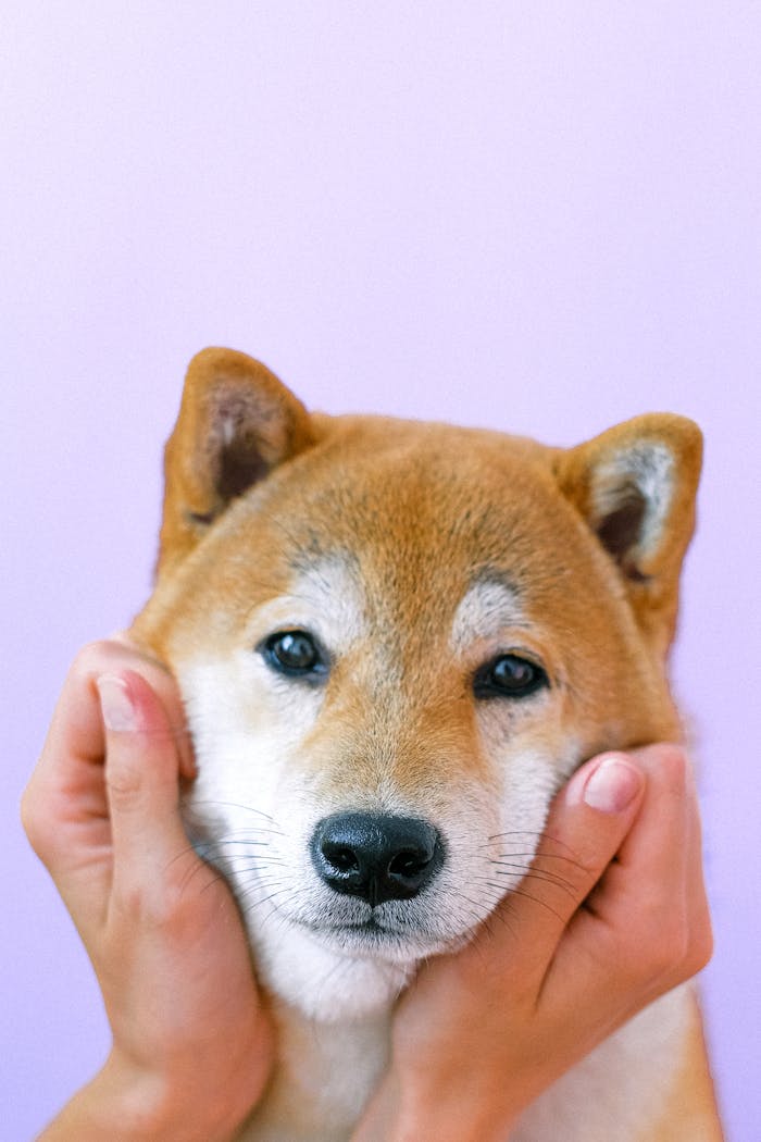 gallery-6 Cute Shiba Inu dog with hands on its face against a purple background.
