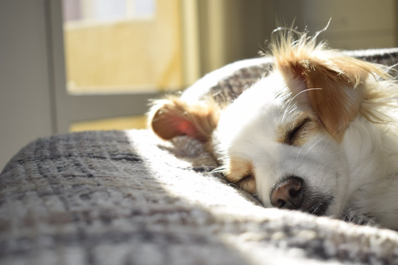 services-01 A cute puppy sleeping peacefully on a bed in a sunny room, showcasing calm and warmth.