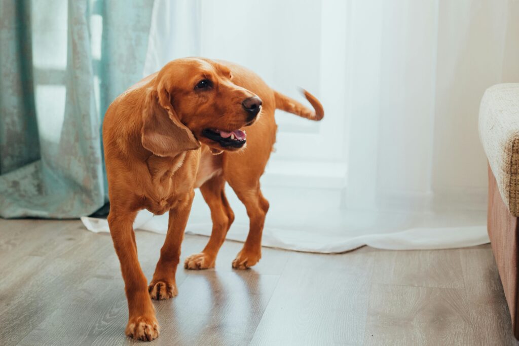 pexels photo 7788615 7788615 Labrador Retriever dog standing in a bright room by the window, looking attentive and friendly.