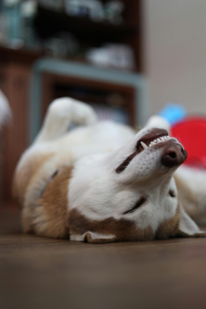 pexels photo 8879769 8879769 Close-up of a relaxed Siberian Husky lying on its back indoors.