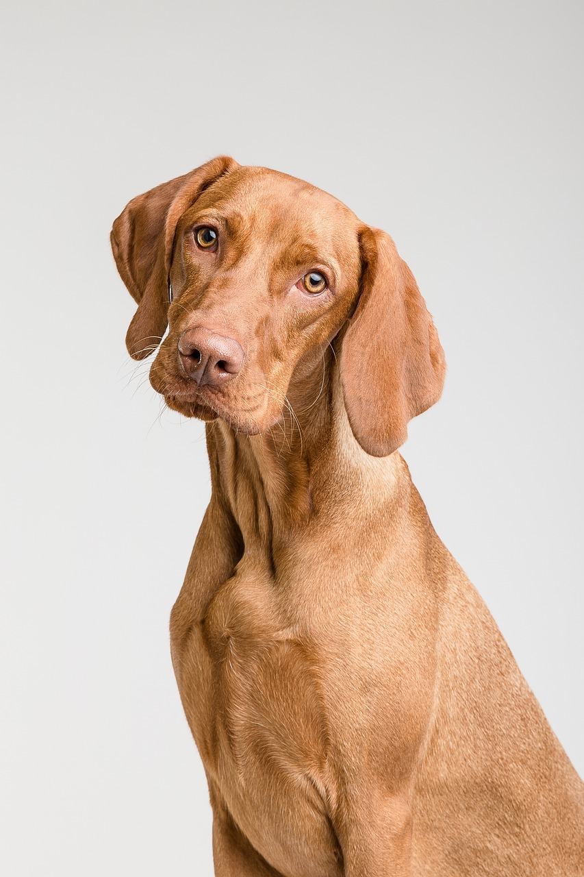 dog, pet, nature, canine, animal, fur, snout, mammal, portrait, dog portrait, animal world