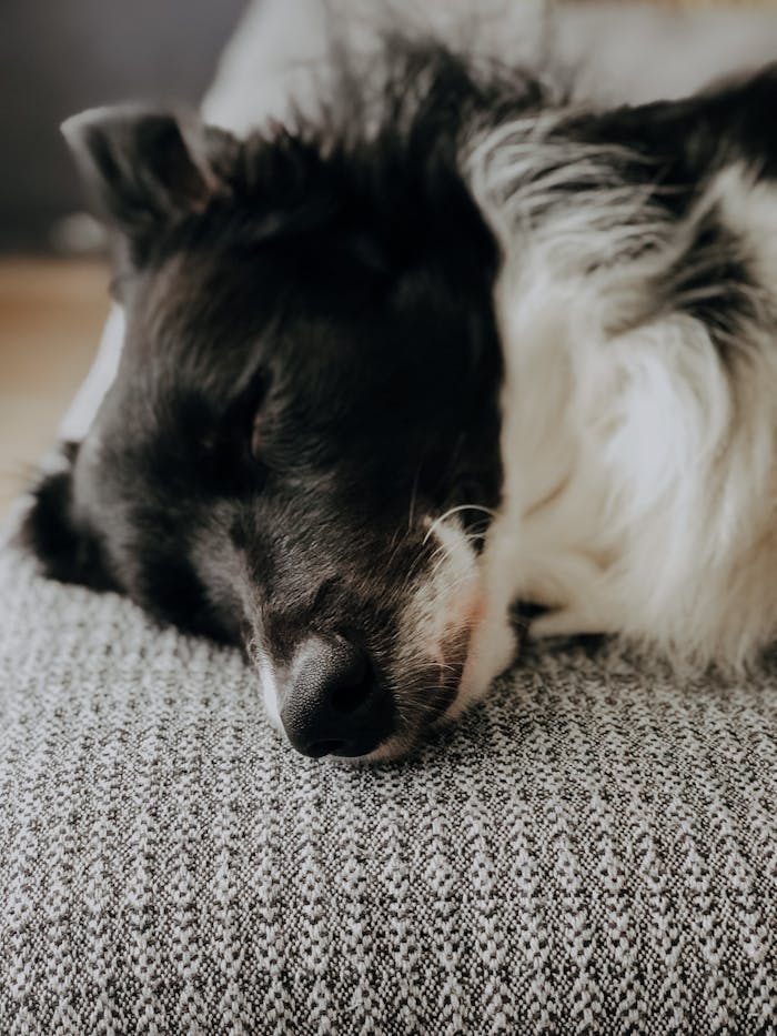 A cute black and white border collie peacefully sleeping on a soft cushion indoors.
