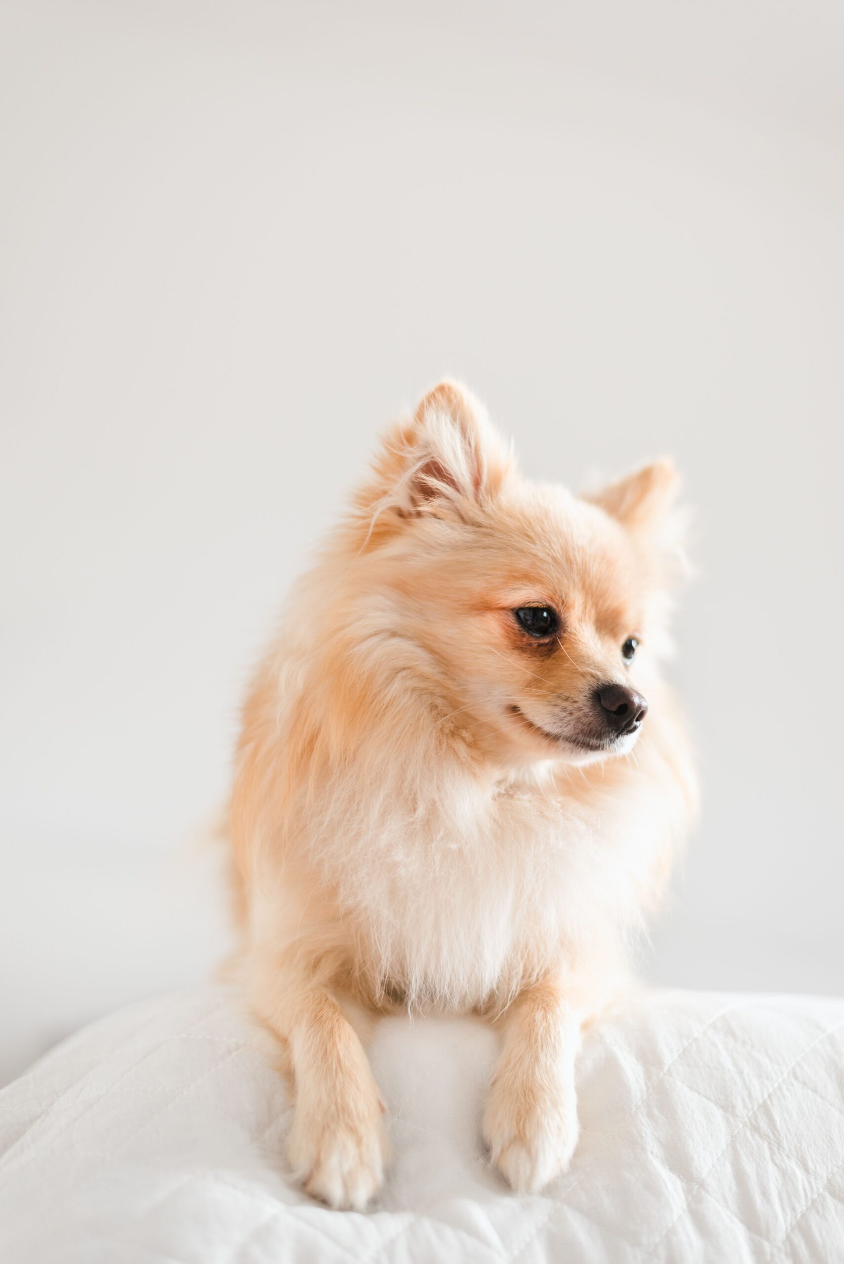 Charming Pomeranian dog sits adorably on a white background, showcasing its fluffy fur.