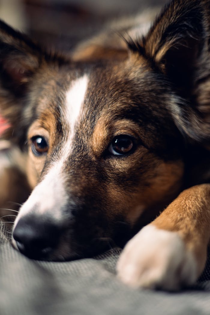 High-quality close-up photo of a relaxed brown and white dog lying down indoors.