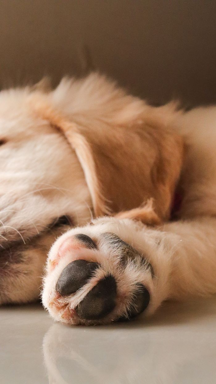 A cozy close-up shot of a dog's paw while resting, captured in gentle lighting.