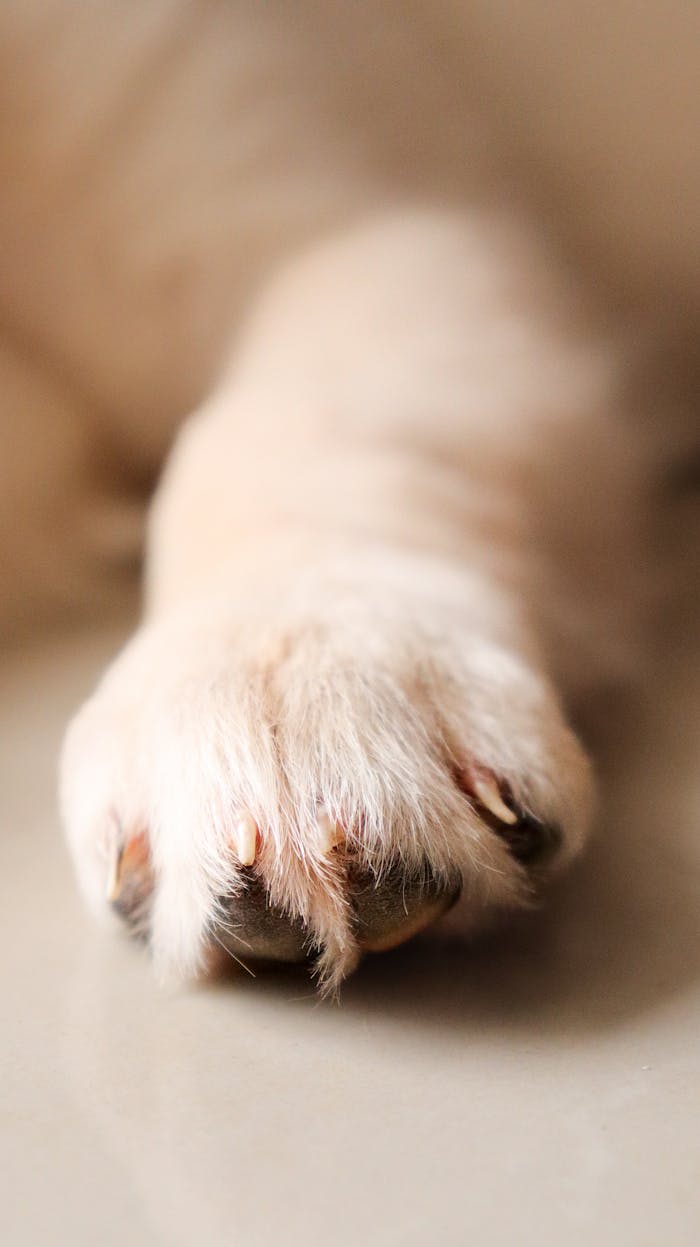 Detailed close-up of a golden retriever's paw resting on a smooth surface, showing texture and fur.