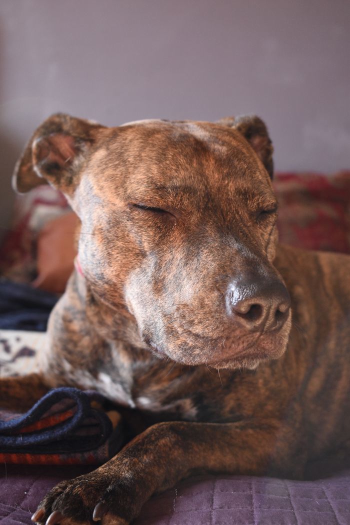A cute brindle dog peacefully relaxing on a bed indoors in San Francisco, CA.
