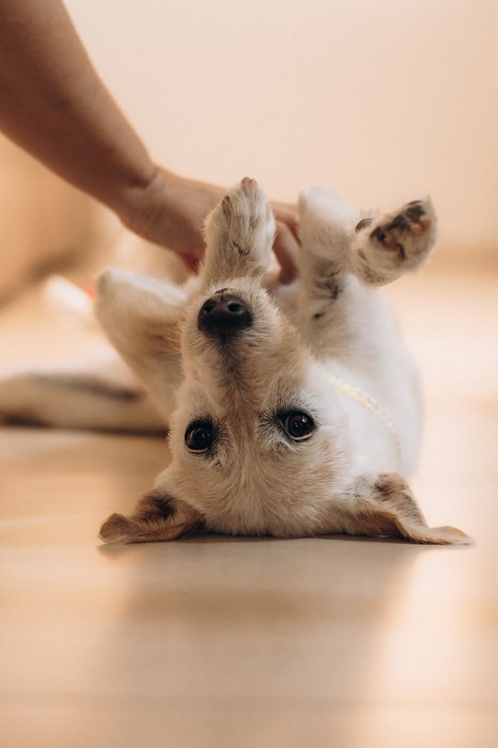 A cute dog lying upside down receiving a gentle belly rub indoors.