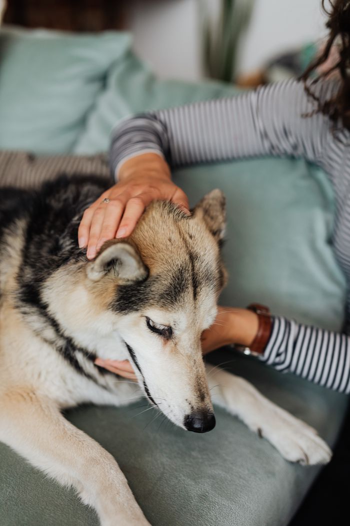 Woman petting a Siberian Husky lying on a couch, creating a serene atmosphere.